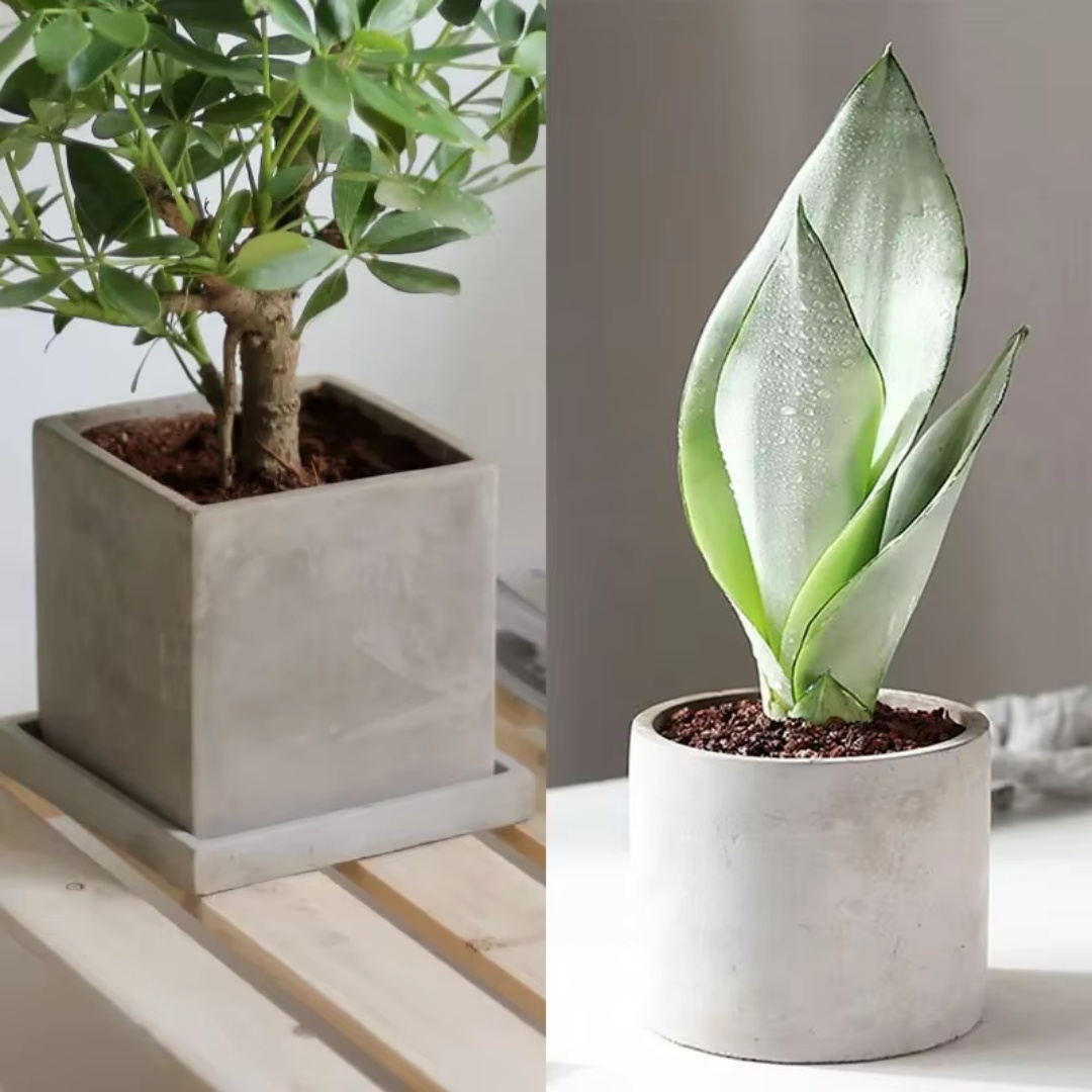 Echeveria Succulent - Molde de Silicone Redondo Grande de