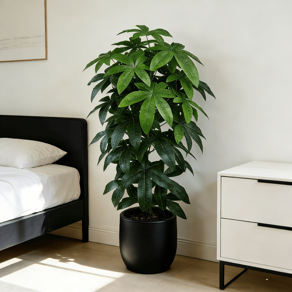 Ficus Lyrata Tree - Árvore do Dinheiro Artificial Pachira Aquatica