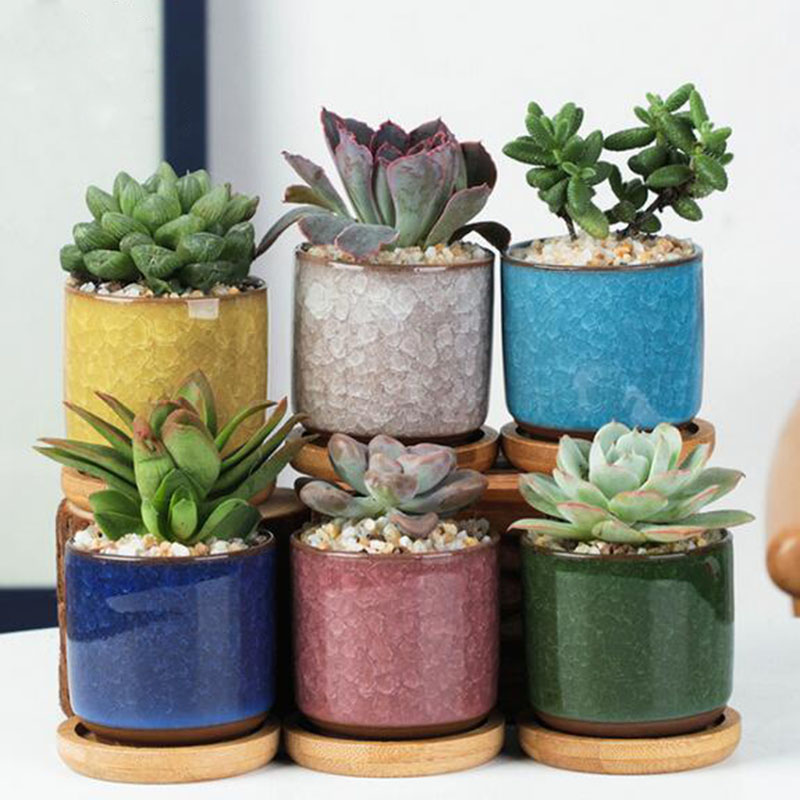 Conjunto de vaso de cerâmica 6 - Echeveria Succulent avaliação e preço